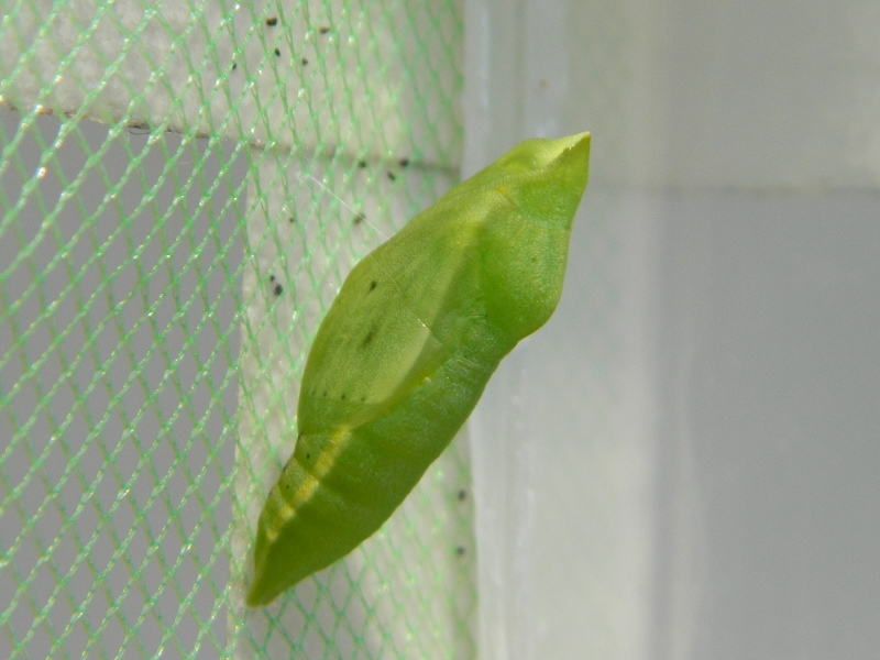 Colias crocea e uova